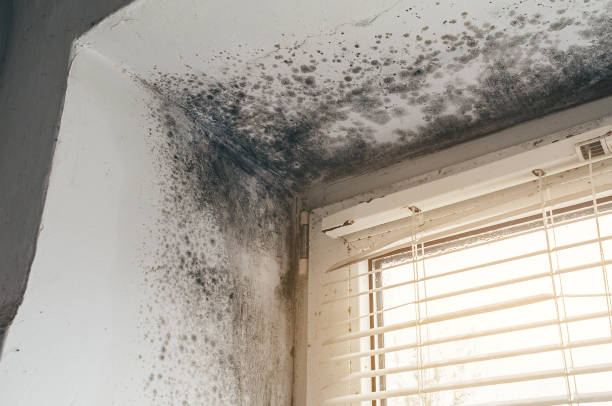 Affordable Mold Inspection And Testing solutions in Dana, NC